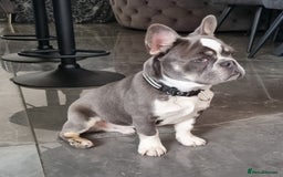 French Bulldog dogs for sale: Blue Fawn French Bulldog Puppy Girl - Advert 12