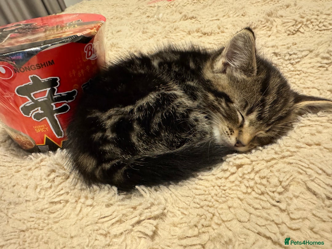 Mixed Breed cats for sale: Kitten for sale - Image 2