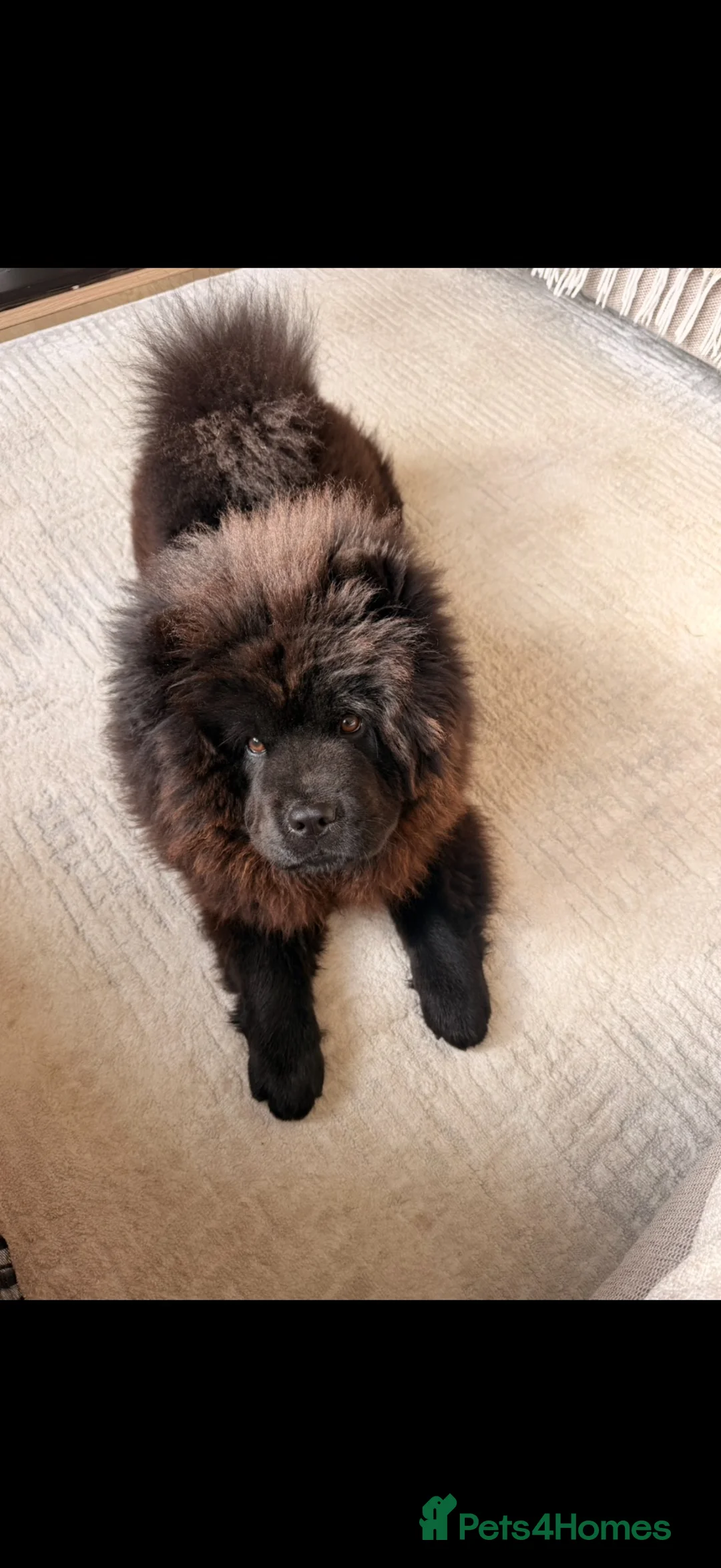 Chow Chow dogs for sale: Mini chow chow  - Advert 3