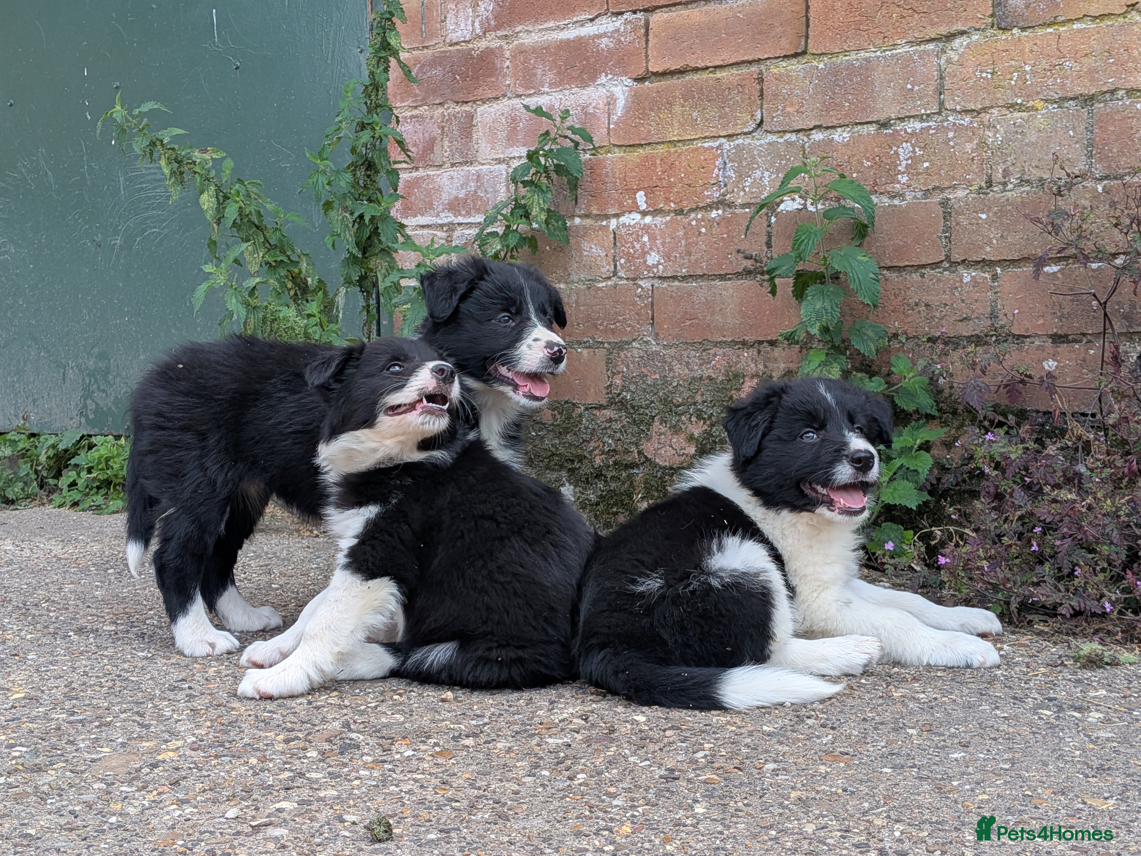 Border Collie dogs Border Collie Puppies for sale - Advert 1