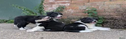 Border Collie dogs for sale: Border Collie Puppies for sale - Advert 1