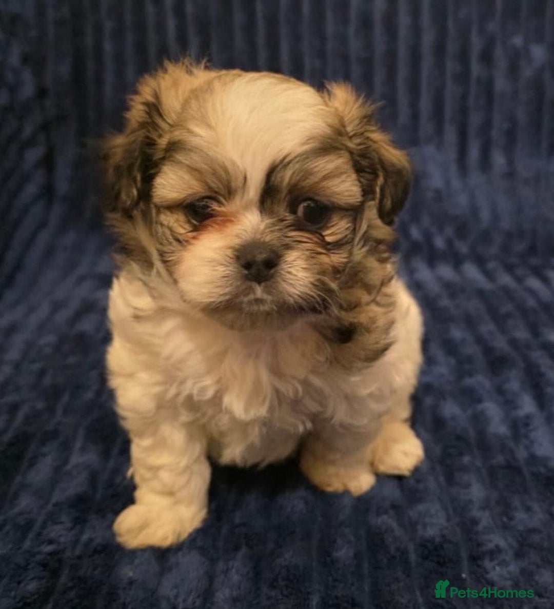 Mixed Breed dogs for sale: Beautiful Maltese x Pekingese Puppies Available - Advert 9
