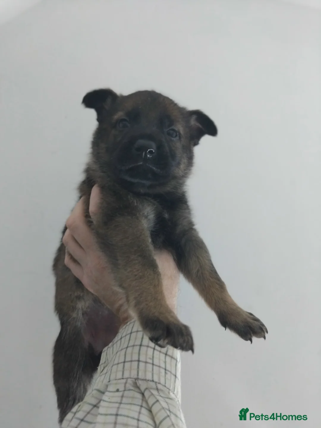 German Shepherd dogs for sale: German shepherd Czech line pups kc registered  - Advert 16