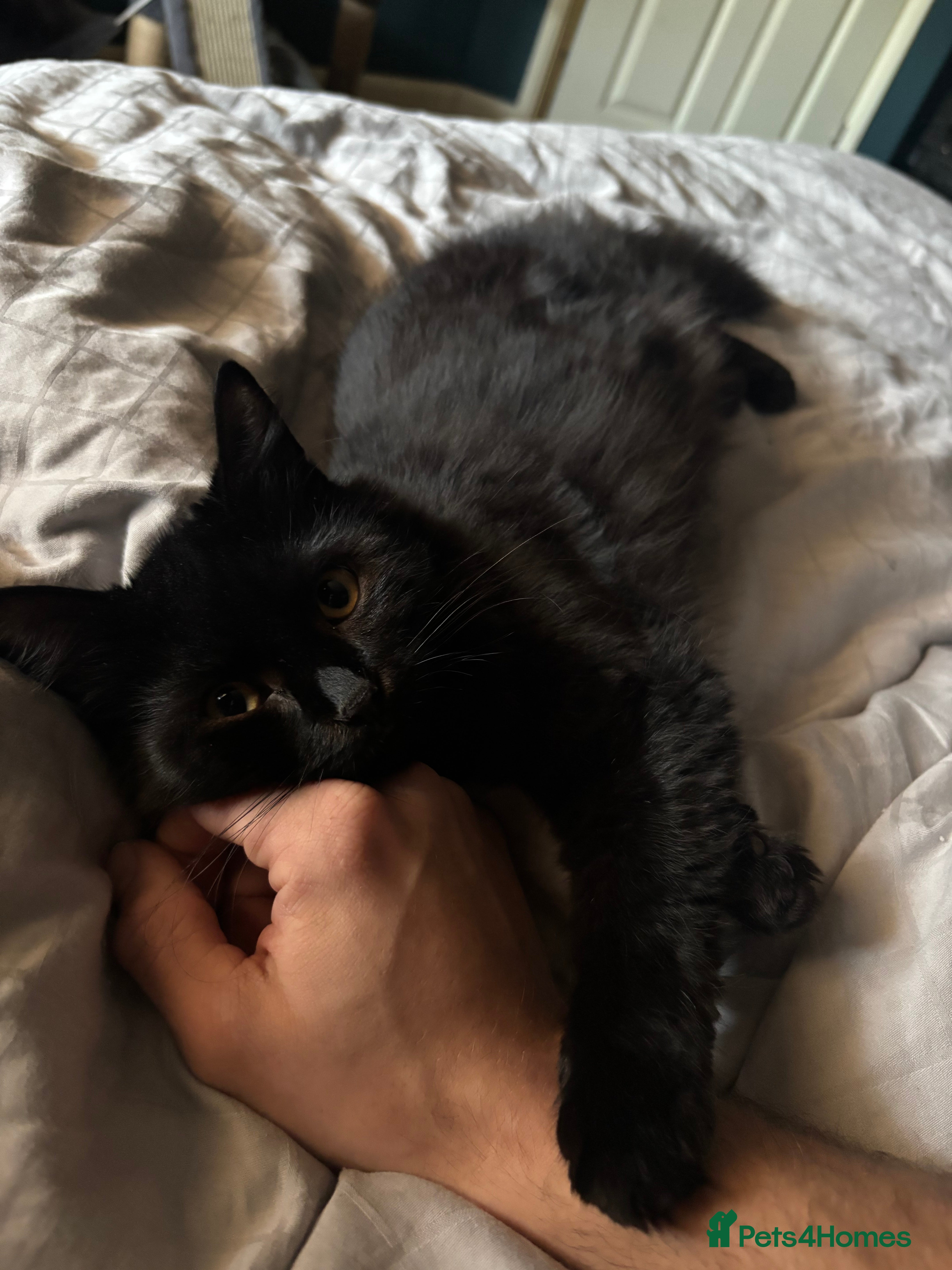 Mixed Breed cats Lovely girl looking for her forever home - Advert 4