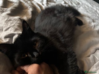 Mixed Breed cats Lovely girl looking for her forever home - Advert 1