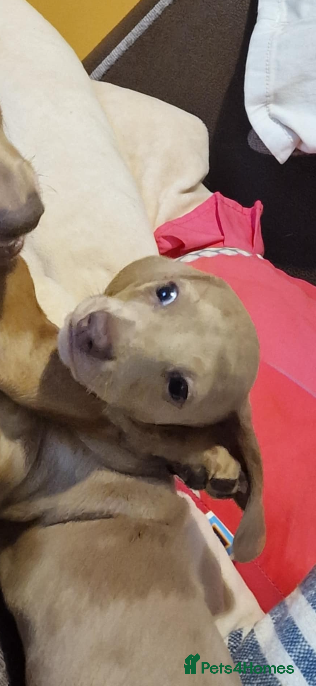Miniature Dachshund dogs for sale: Maximus  - Image 5
