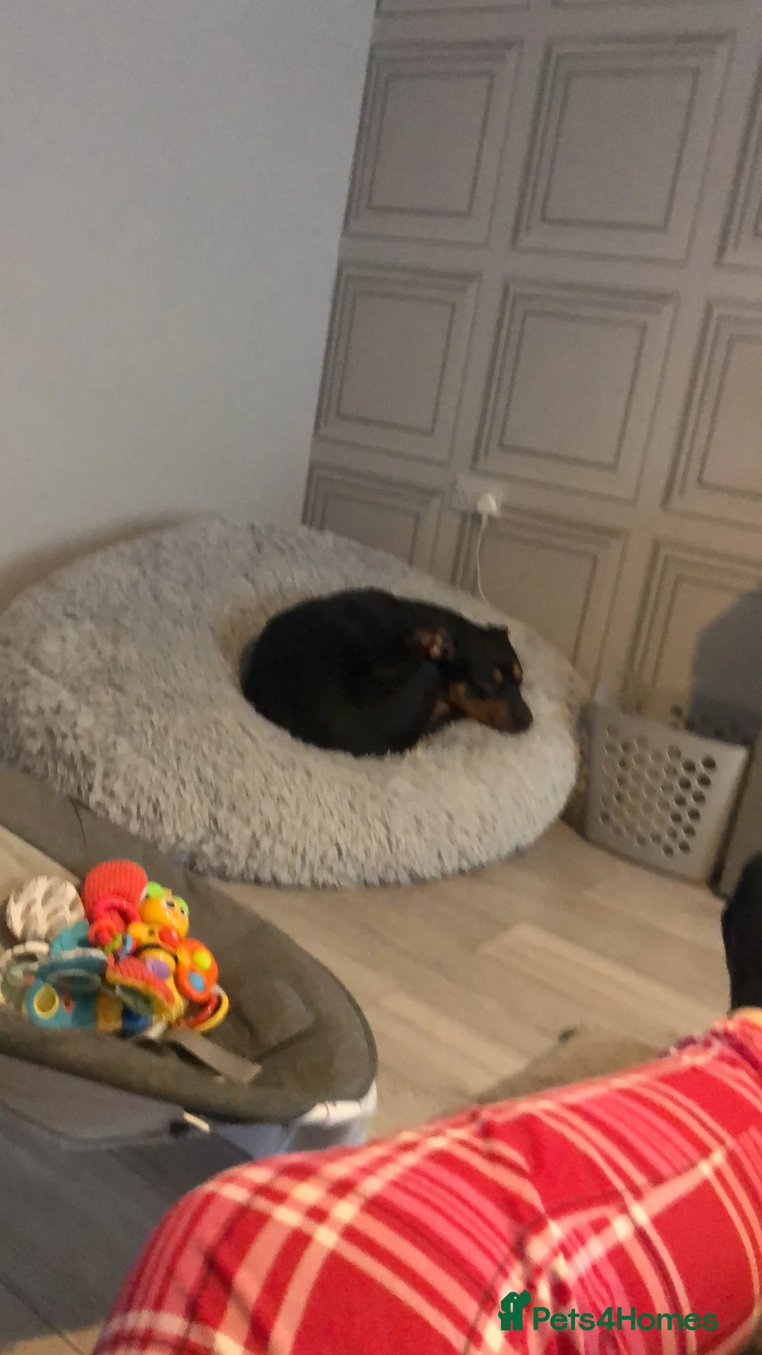 Mixed Breed dogs for sale: 2 year old male German shepherd cross Rottweiler  - Advert 7