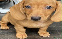 Dachshund dogs for sale: Miniature Dachshund  - Image 2
