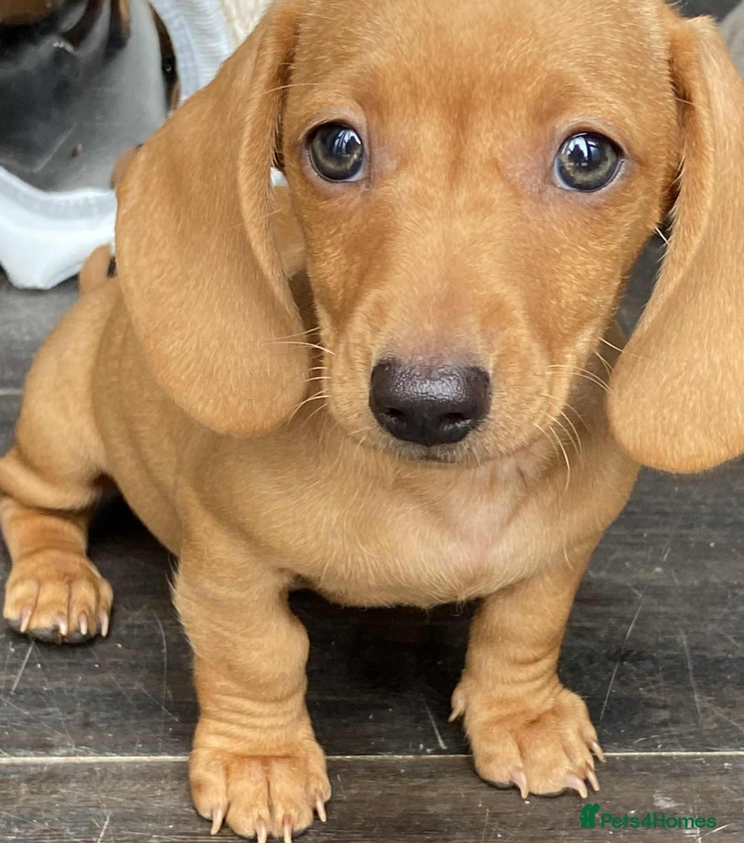 Dachshund dogs for sale: Miniature Dachshund  - Image 2