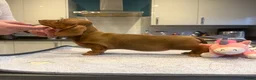 Dachshund dogs for sale: Outstanding show quality standard smooth dachshund - Advert 12