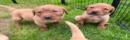 Labrador Retriever dogs for sale: KC fox red puppies - Advert 14
