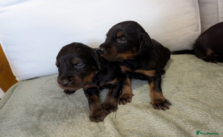 Gordon Setter dogs - Advert 11