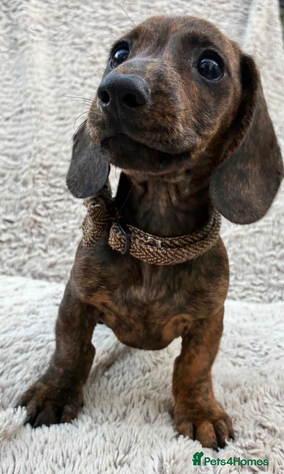 Miniature Dachshund dogs Miniature Smooth Dachshund Puppies Ready Now - Advert 15