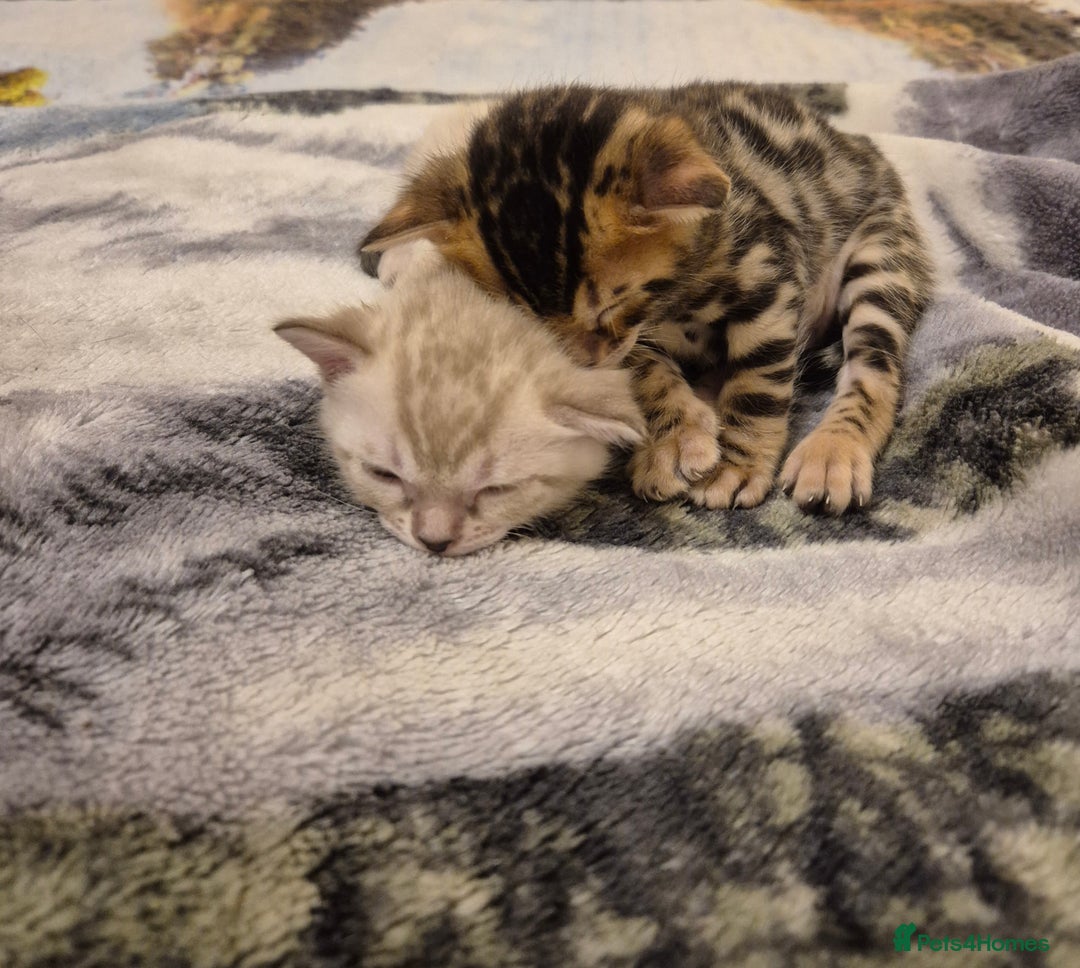 Bengal cats for sale: Bengal Kittens-Reservations Now Open  - Advert 5