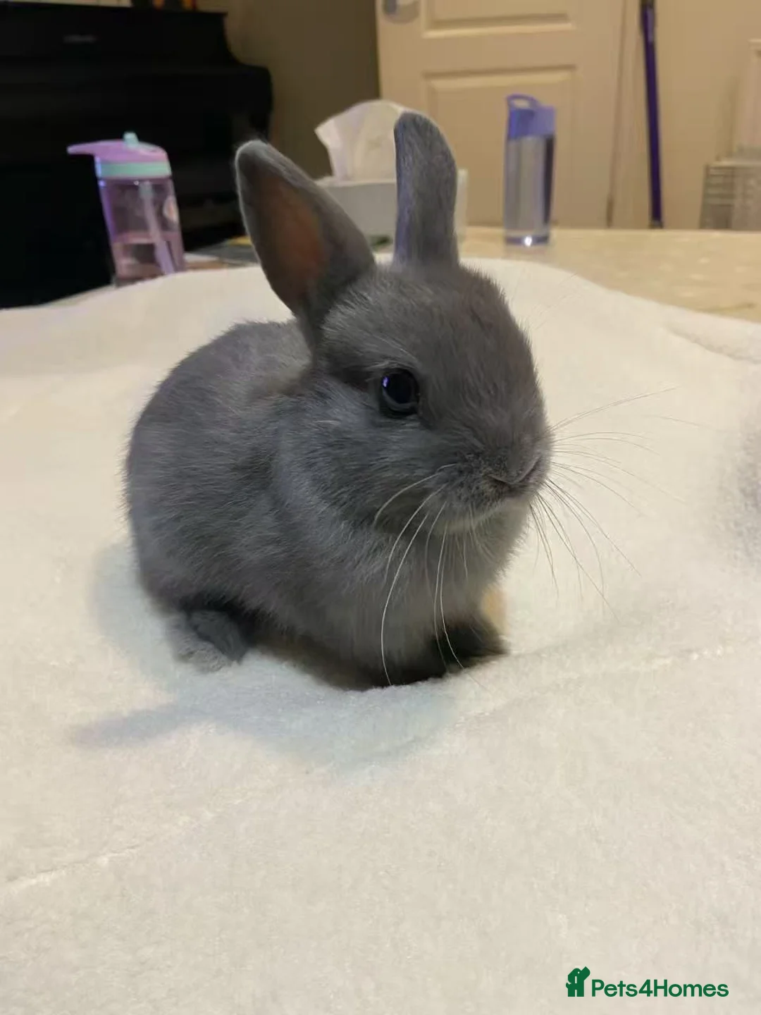 Netherland Dwarf rabbits for sale: Pure Netherlands Dwarfs Bunnies  in Poole - Advert 4