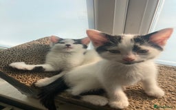 Domestic Shorthair cats for sale: Lovely funny little kittens  - Image 15