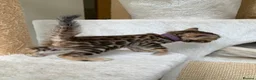 Bengal cats for sale: Best Bengal kittens in the U.K.  - Advert 5