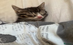 British Shorthair cats for sale: Beautiful boys looking for homes - Image 2