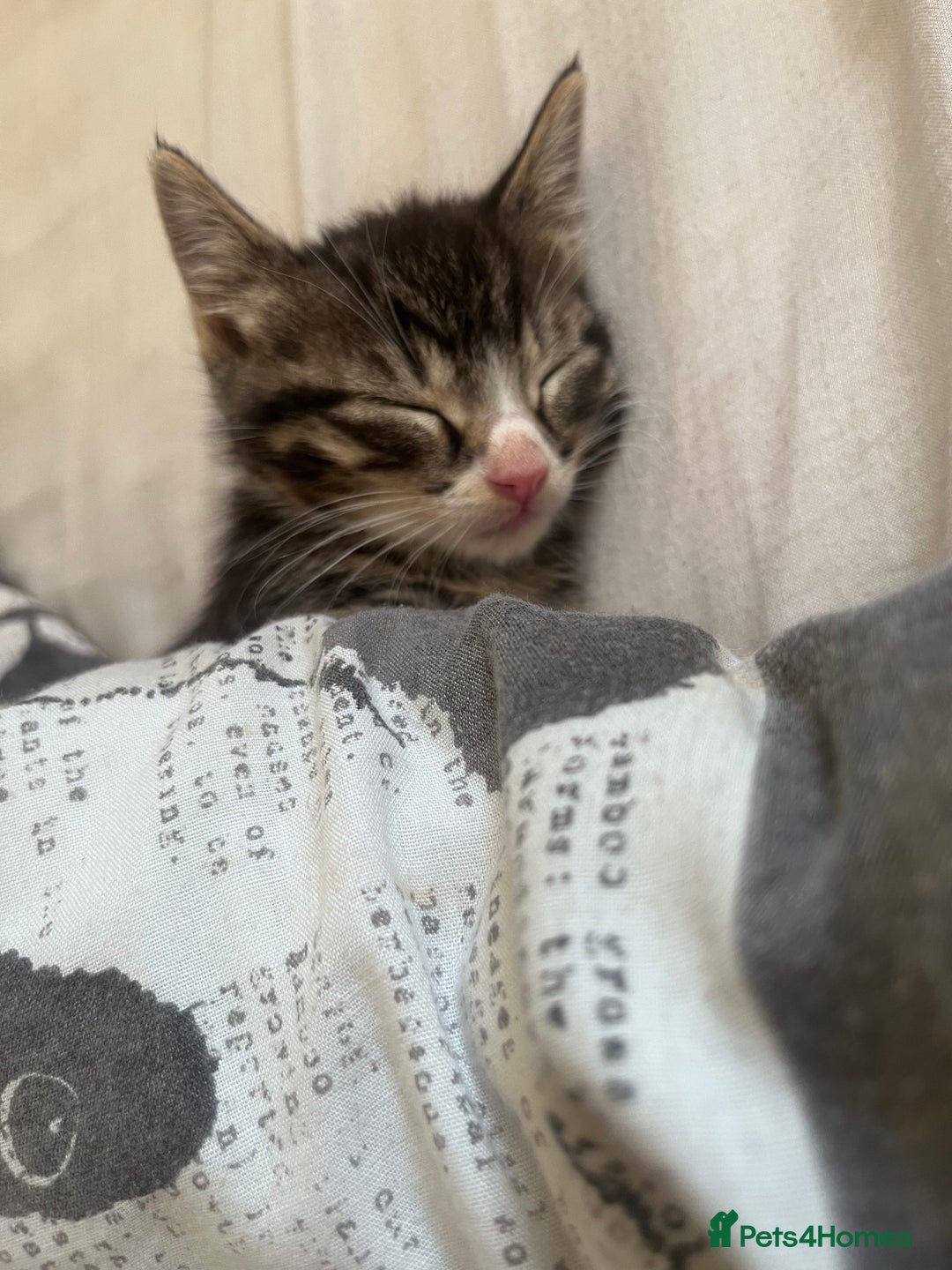 British Shorthair cats for sale: Beautiful boys looking for homes - Image 2