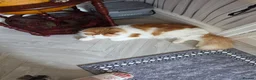 Maine Coon cats for stud: DUAL REGISTERED PROVEN  XXL BOY - Advert 7