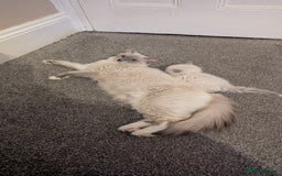 Ragdoll cats for sale: Ragdoll kitten 🌟 1 sweet girl - Image 8