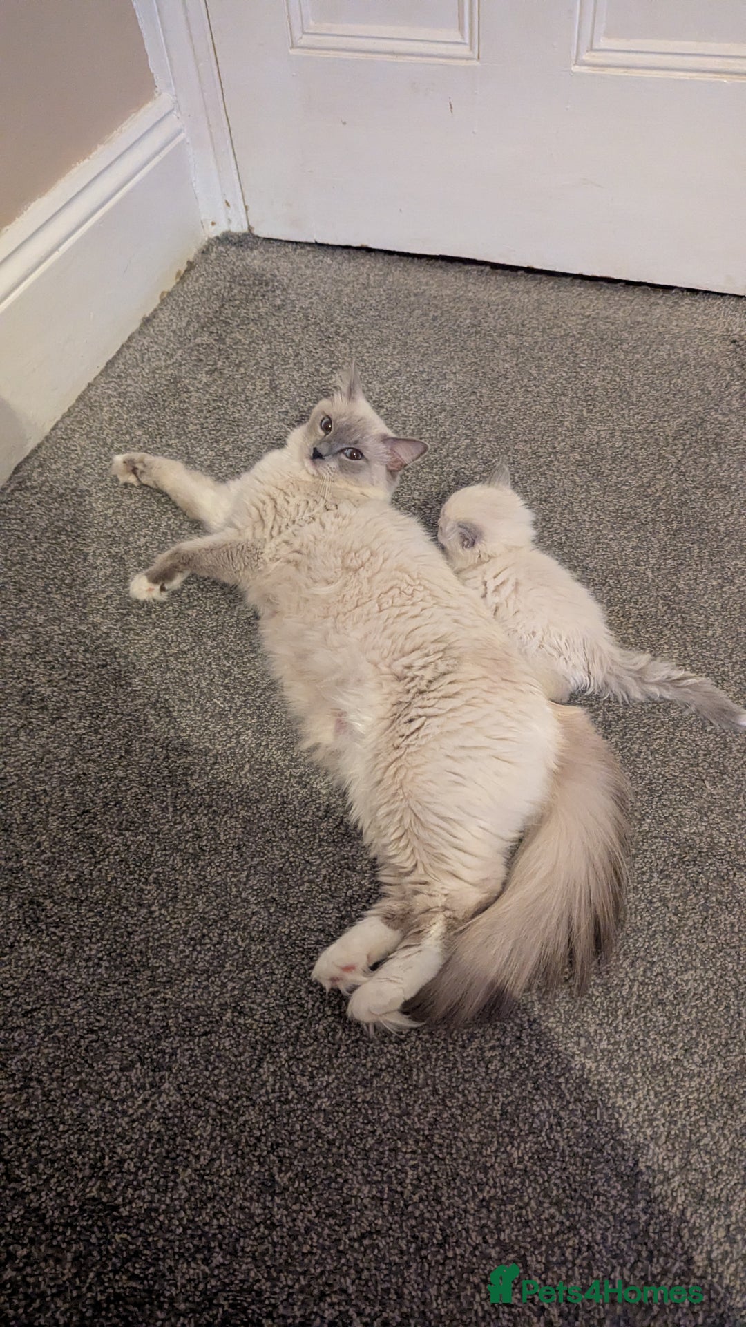 Ragdoll cats for sale: Ragdoll kitten 🌟 1 sweet girl - Image 8