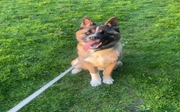 Akita dogs for sale: Akita - Image 1