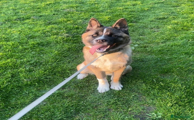 Akita dogs - Advert 1