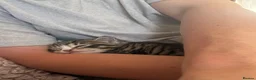 Mixed Breed cats for sale: **BEAUTIFUL FEMALE KITTEN** - Advert 5