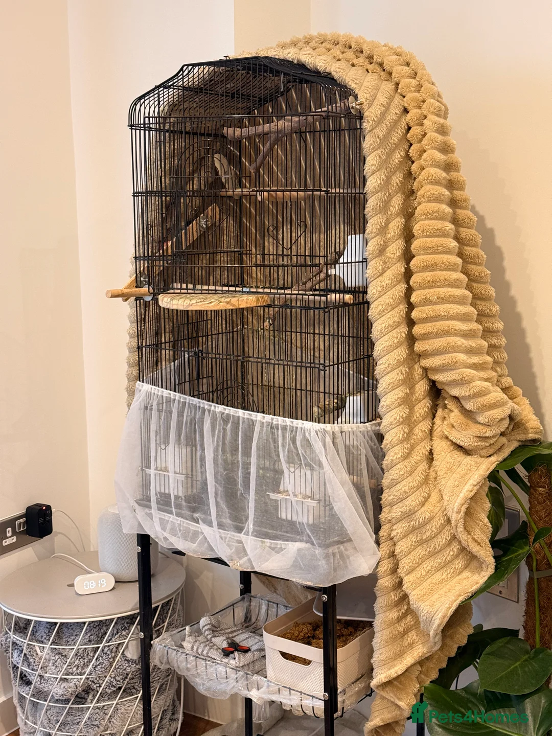 Cockatiels birds for sale: Cockatiel with cage and carrier bag for sale - Advert 9