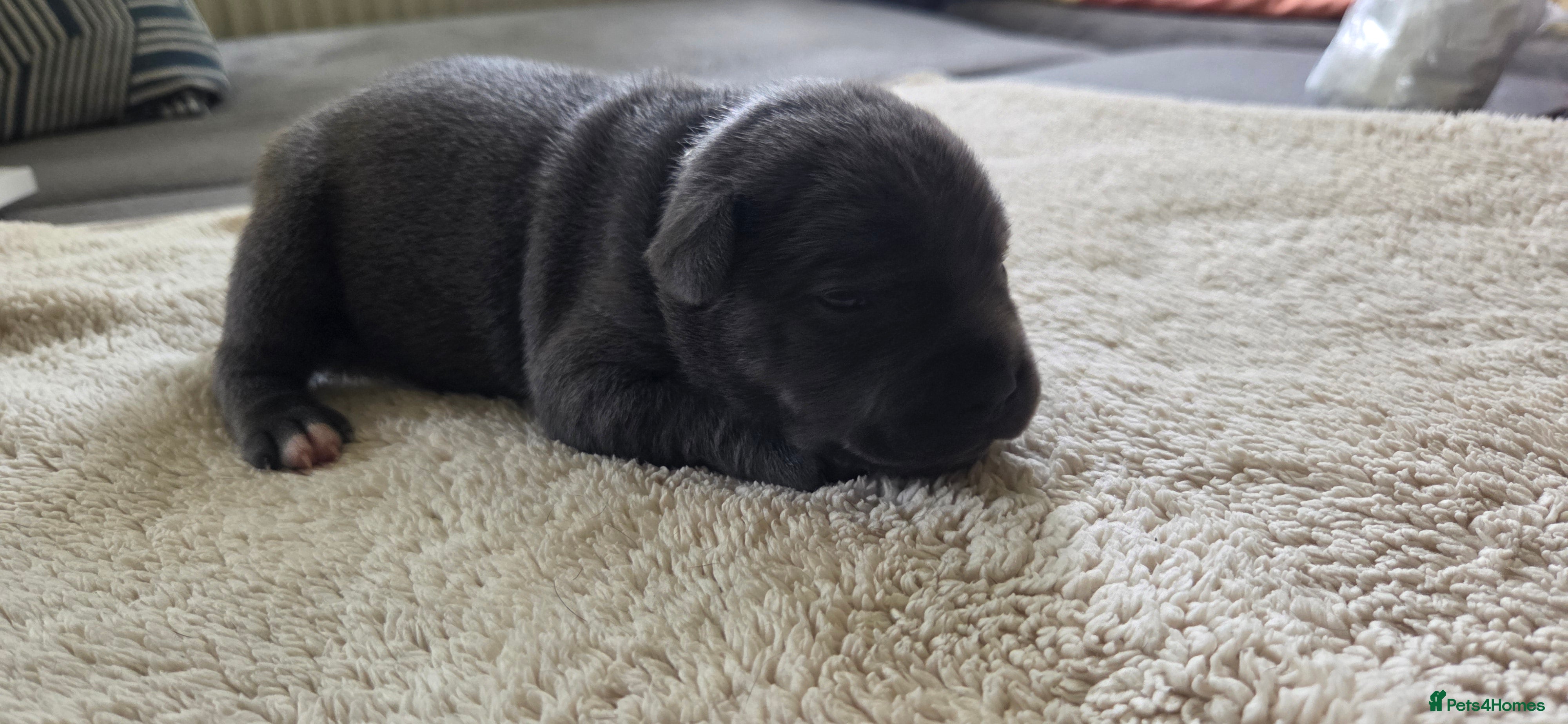 Staffordshire Bull Terrier dogs KC Blue Staffordshire Bull Terrier Puppies - Advert 2