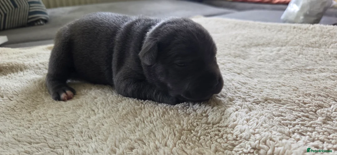 Staffordshire Bull Terrier dogs for sale: KC Blue Staffordshire Bull Terrier Puppies - Advert 2