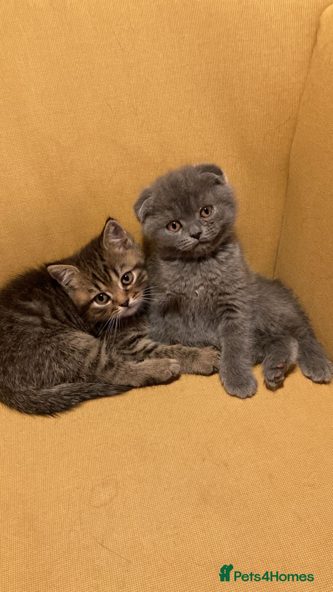 Scottish Fold cats Amazing scottisch for sale  - Advert 2