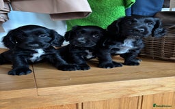 Cocker Spaniel dogs for sale: Quality KC Cocker Spaniels  - Image 6