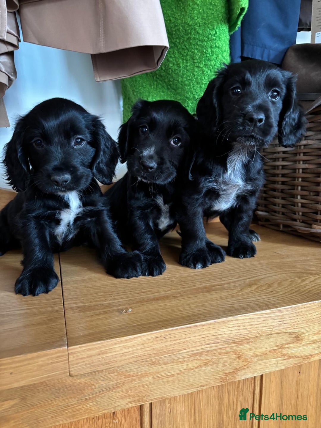 Cocker Spaniel dogs for sale: Quality KC Cocker Spaniels  - Image 6