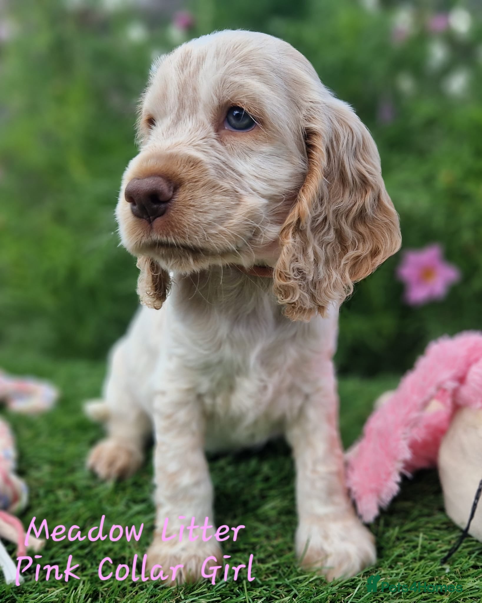 Cocker Spaniel dogs Pedigree Cocker Spaniel Puppies  - Advert 2