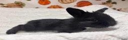 Mini Lion Lop rabbits for sale: 5 beautiful mini lion lops  - Advert 4