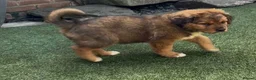 Mixed Breed dogs for sale: Central Asian Shepard x Rottweiler Puppies - Advert 19