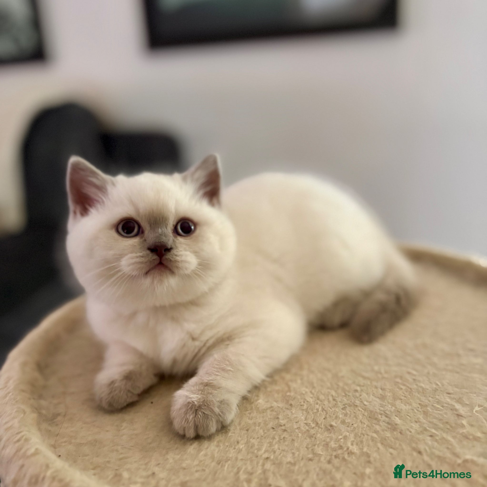 British Shorthair cats Amazing chunky GCCF pedigree BSH kittens - Advert 2