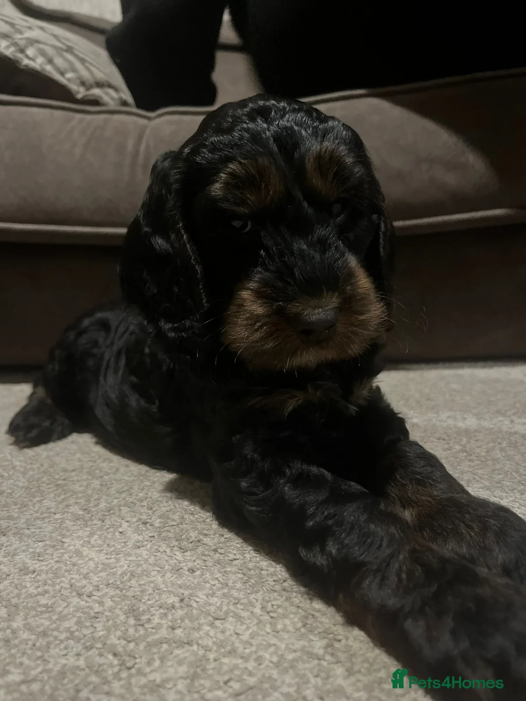 Cockapoo dogs for sale: Black and Tan Cockapoo boy - Advert 3
