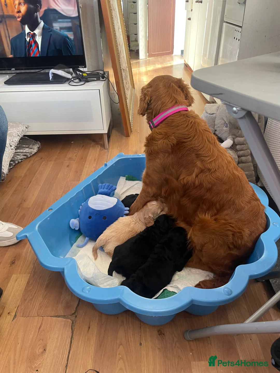 Goldendoodle dogs for sale: F1 golden doodles mini  in Basingstoke - Advert 6