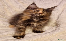 Maine Coon cats for sale: 🌟Ready to leave 4 XL Maine Coons active available - Image 10