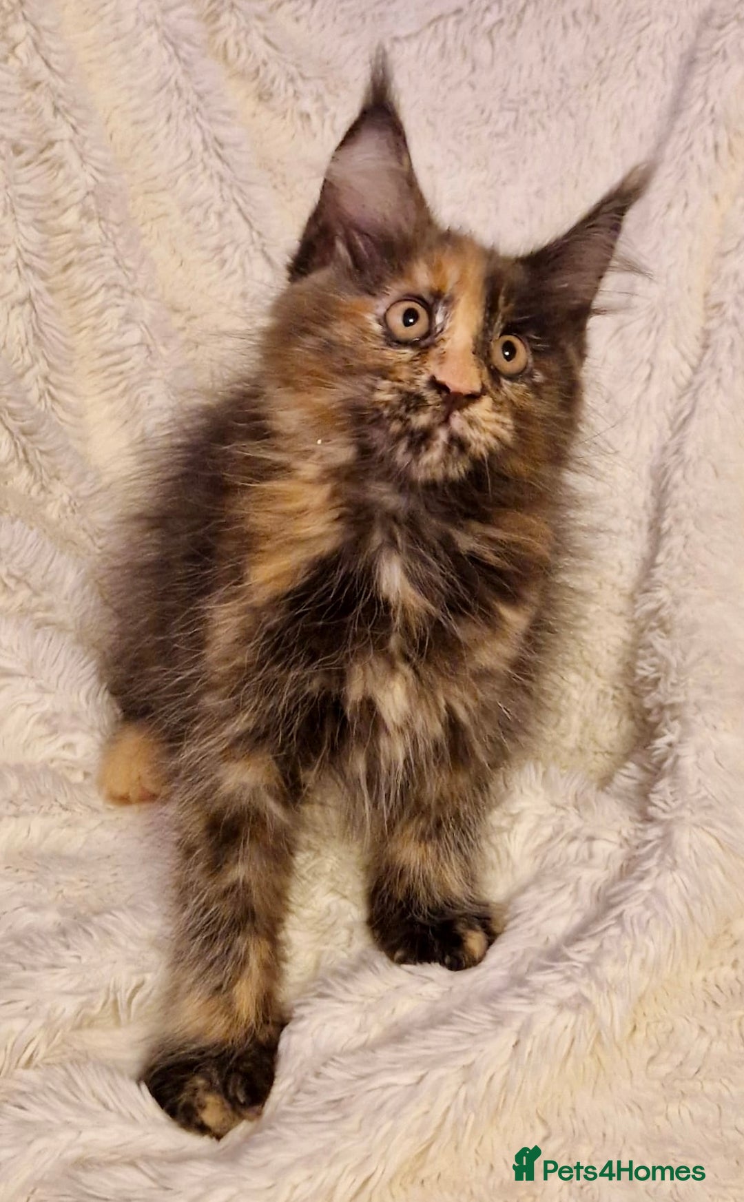 Maine Coon cats for sale: 🌟Ready to leave 4 XL Maine Coons active available - Image 10