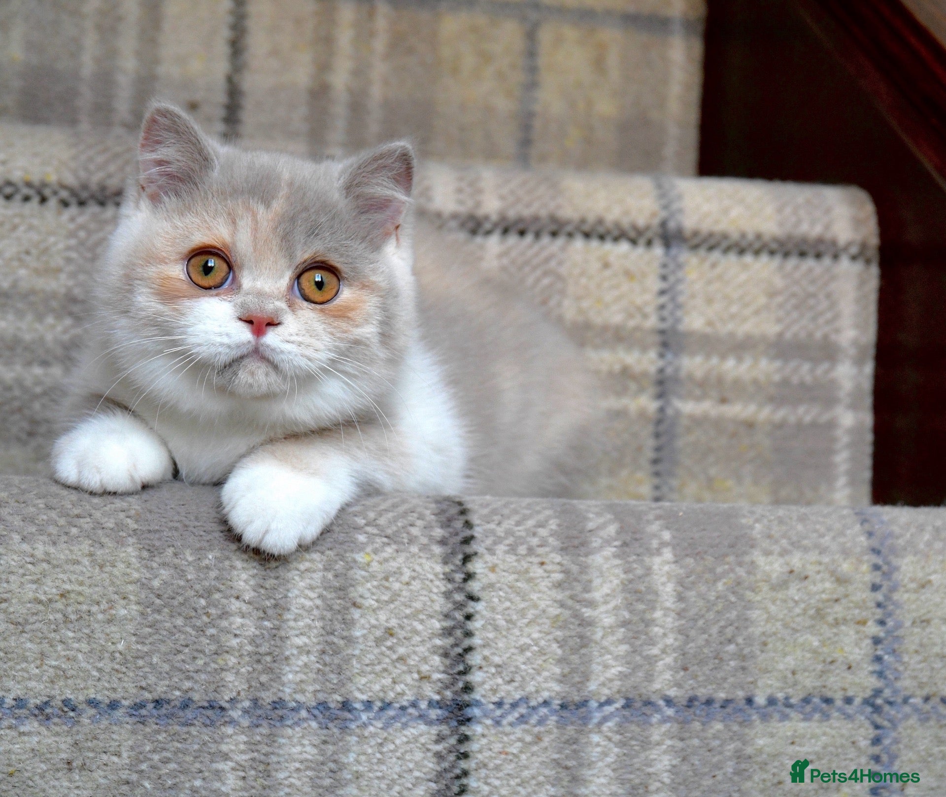 British Shorthair cats Lilac Tortie & White British Shorthair  - Advert 1