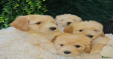 Maltipoo dogs - Advert 2