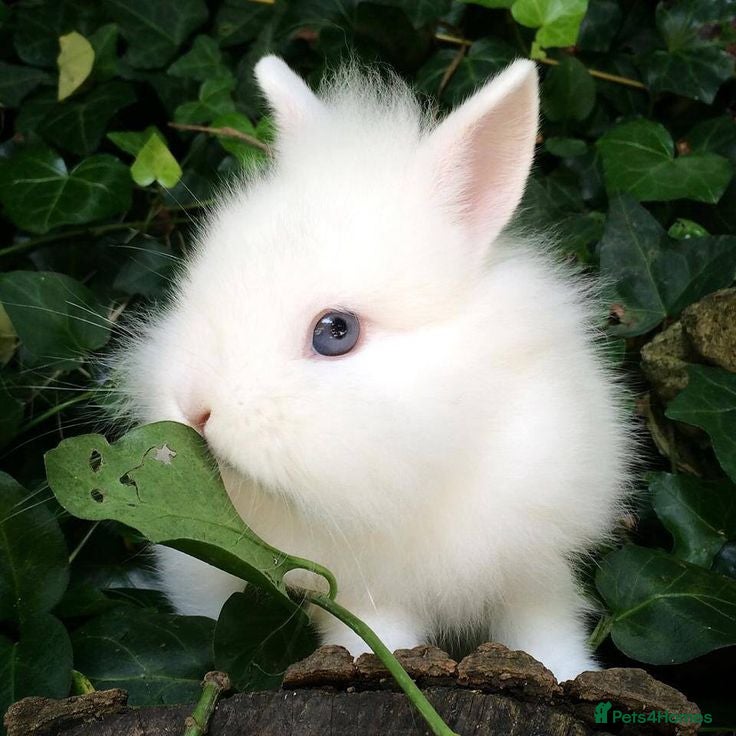 Netherland Dwarf rabbits Baby rabbits bunnies  - Advert 2
