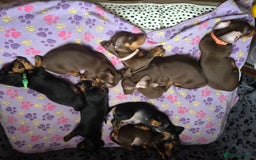 Miniature Dachshund dogs for sale: Miniature Dachshund Puppy - Image 10