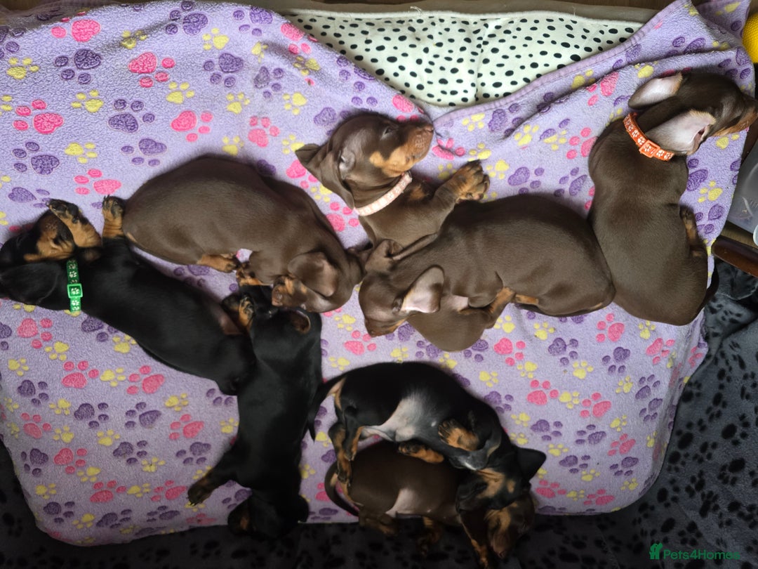 Miniature Dachshund dogs for sale: Miniature Dachshund Puppy - Image 10