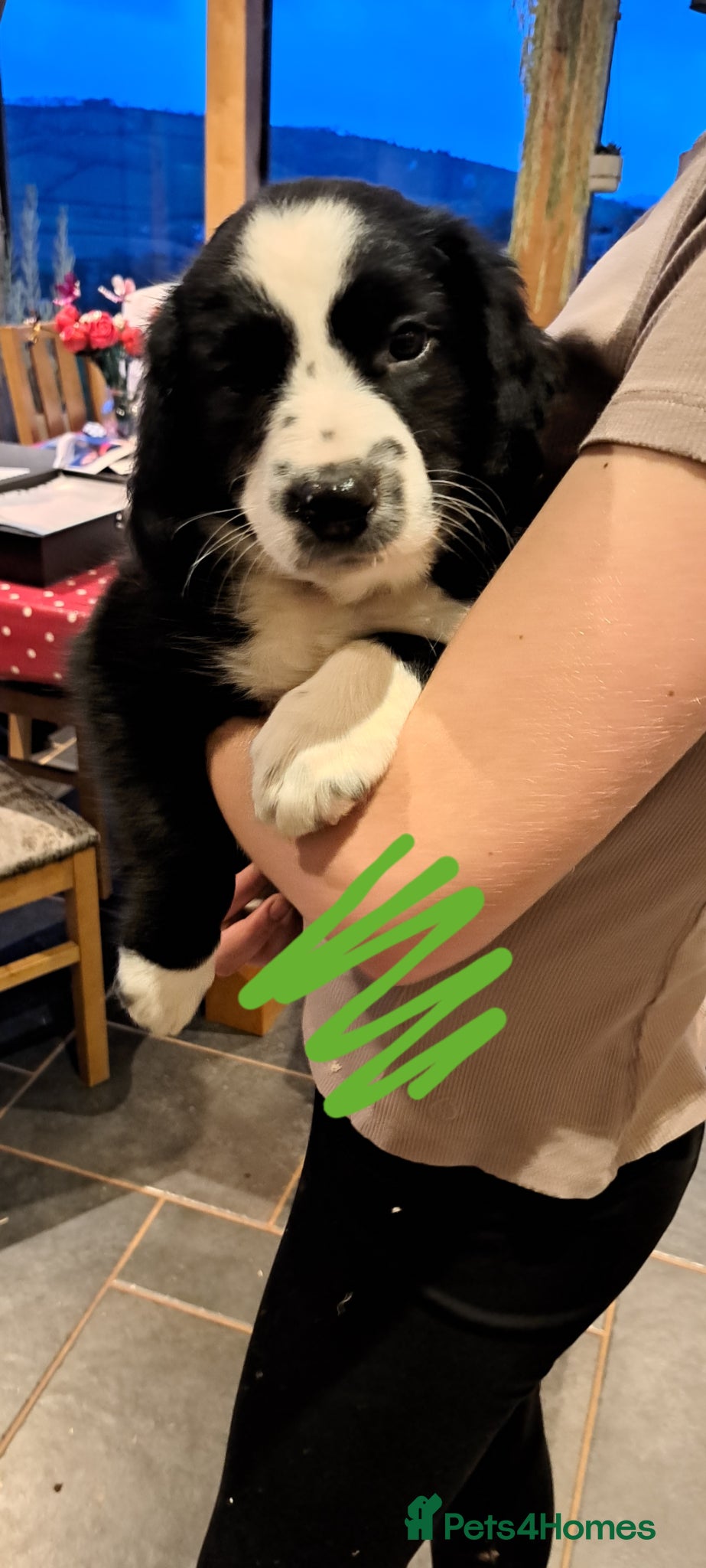 Sprollie dogs Sprollie puppie for sale - Advert 6