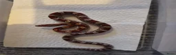 Corn Snake reptiles for sale: baby corn snakes in Great Yarmouth - Advert 5